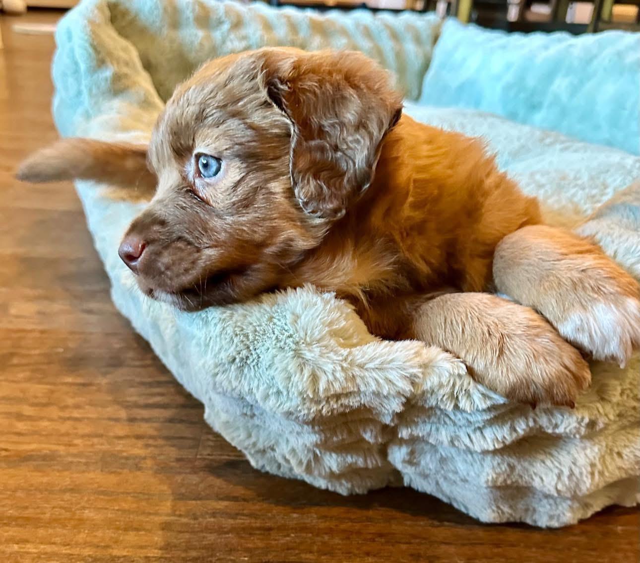 Enlarge Kenzie, a Adoptable mixed breed in Rockwall, TX image 3/3