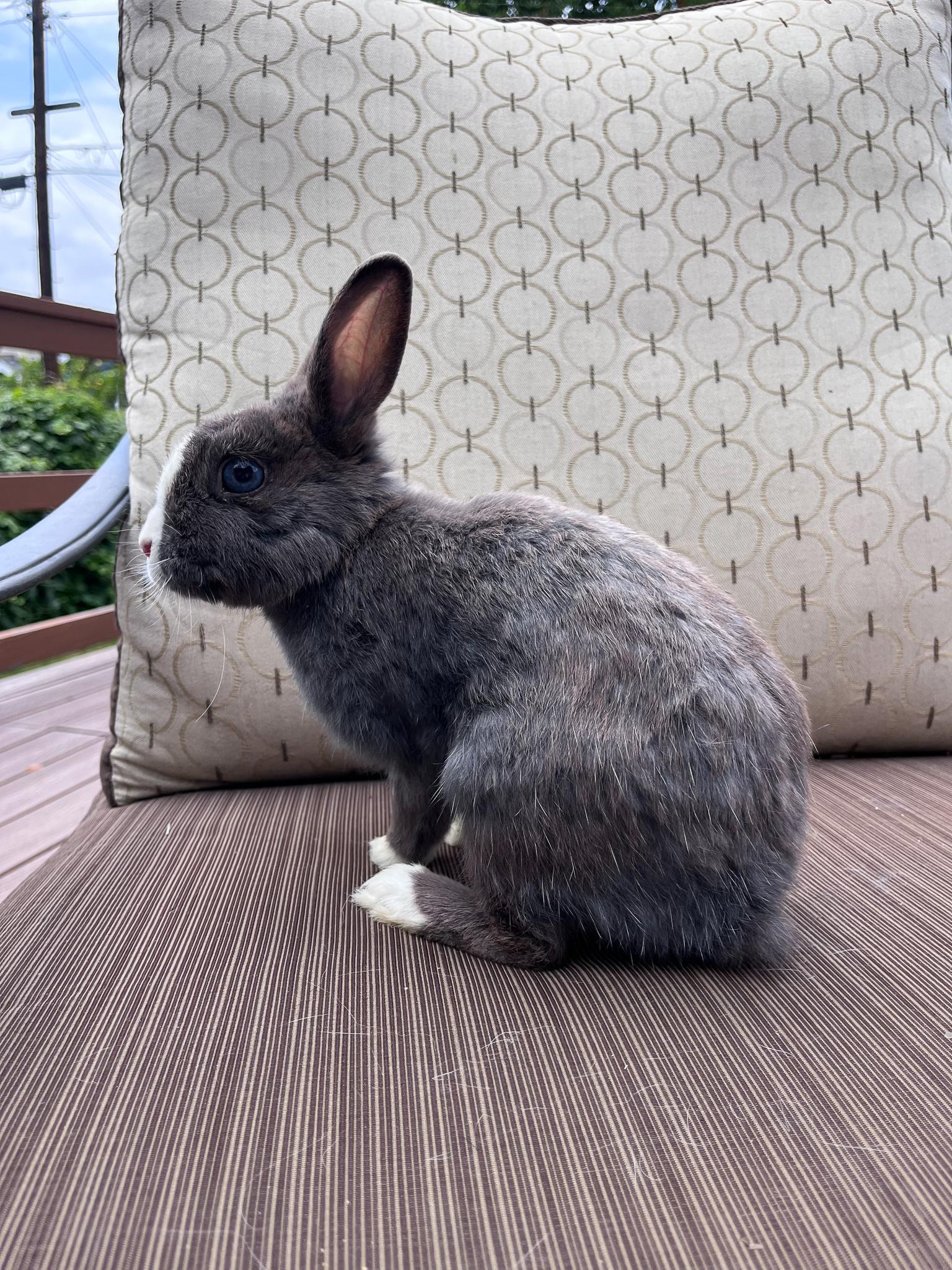 Enlarge Kaylo, a Adopted Dutch in Los Angeles, CA image 5/6