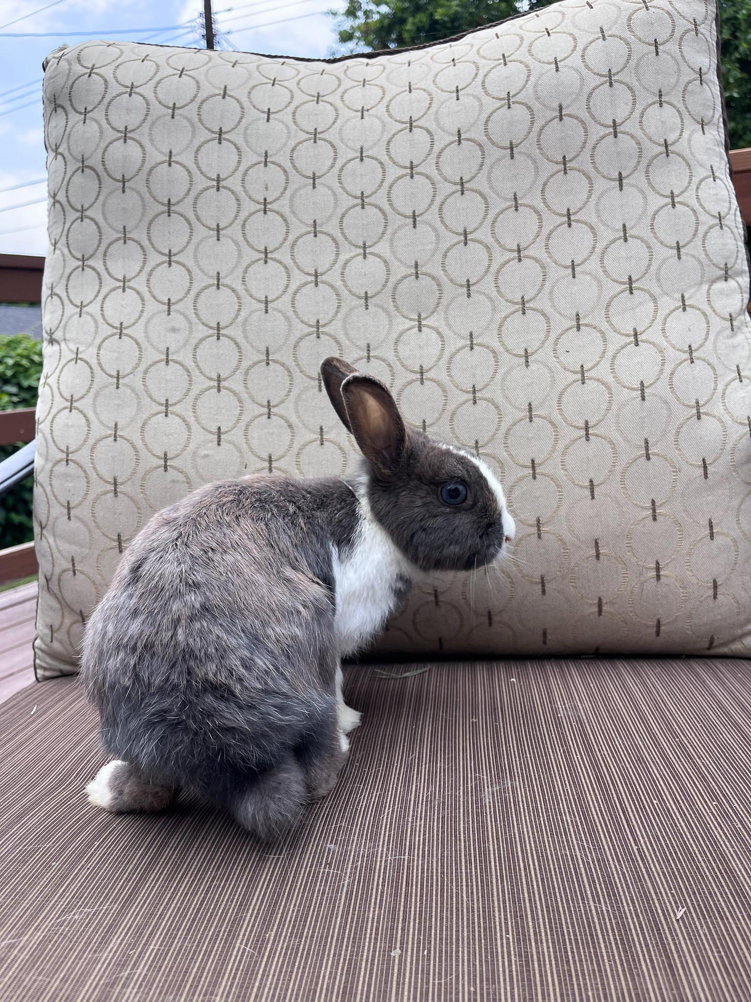 Enlarge Kaylo, a Adopted Dutch in Los Angeles, CA image 4/6