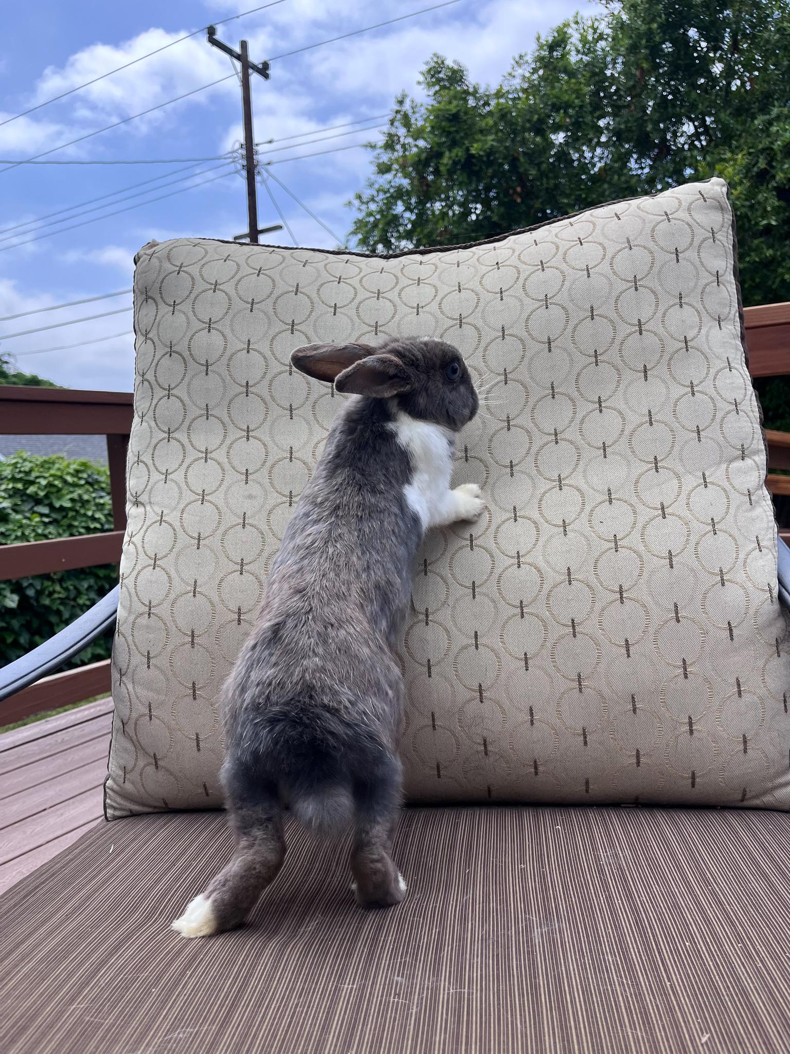 Enlarge Kaylo, a Adopted Dutch in Los Angeles, CA image 3/6