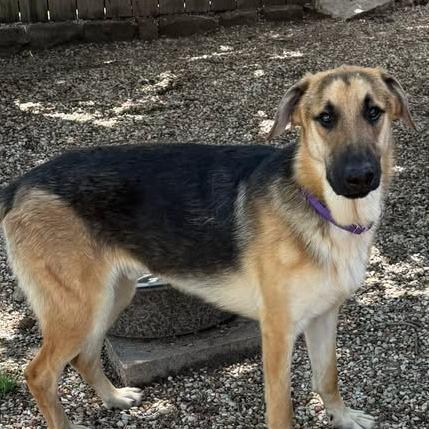 George, Adoptable, Adult Male German Shepherd Dog & Belgian Shepherd / Malinois.