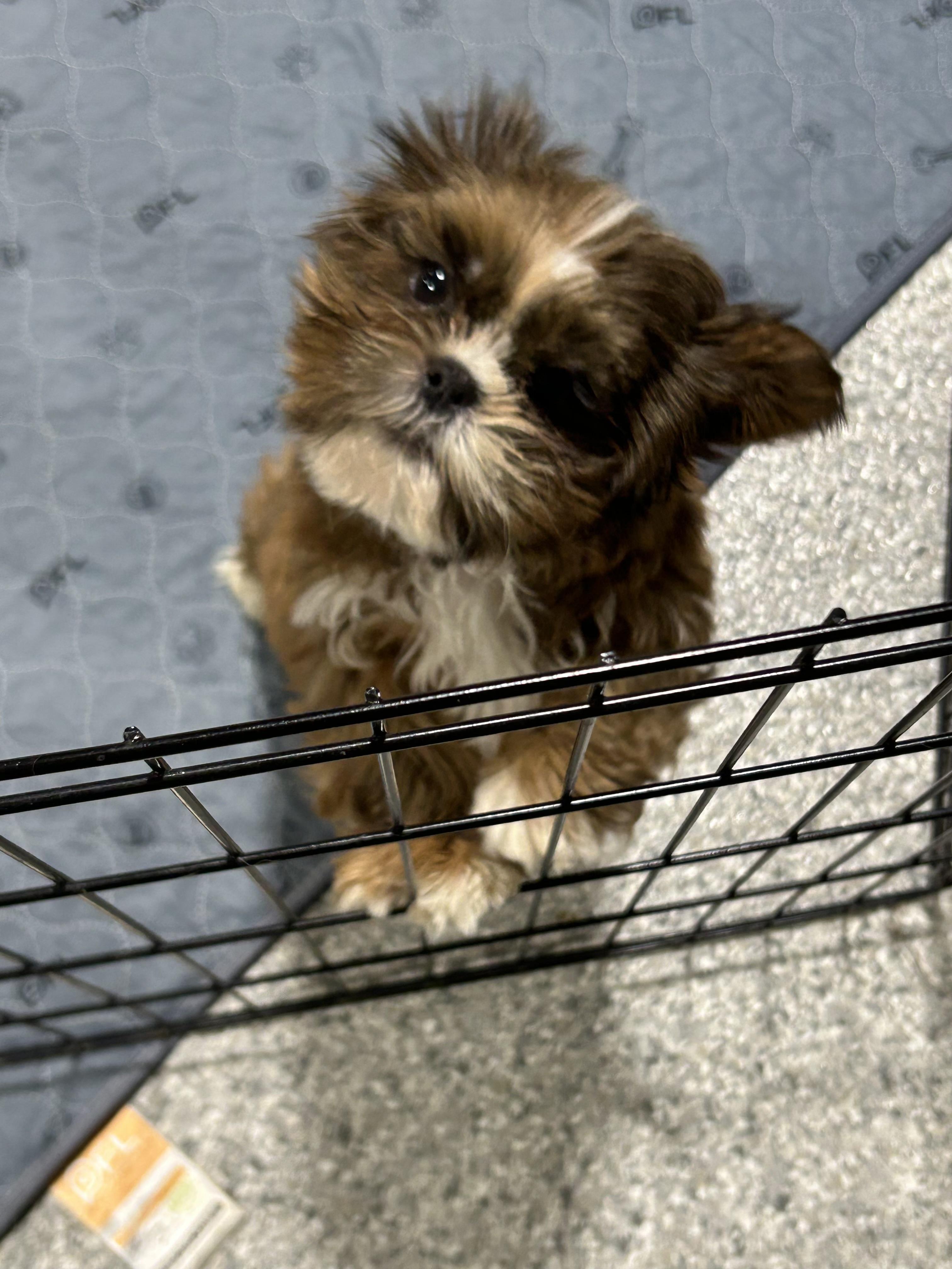 Enlarge Baby Presley , a Adoptable Shih Tzu in Antwerp, OH image 3/4