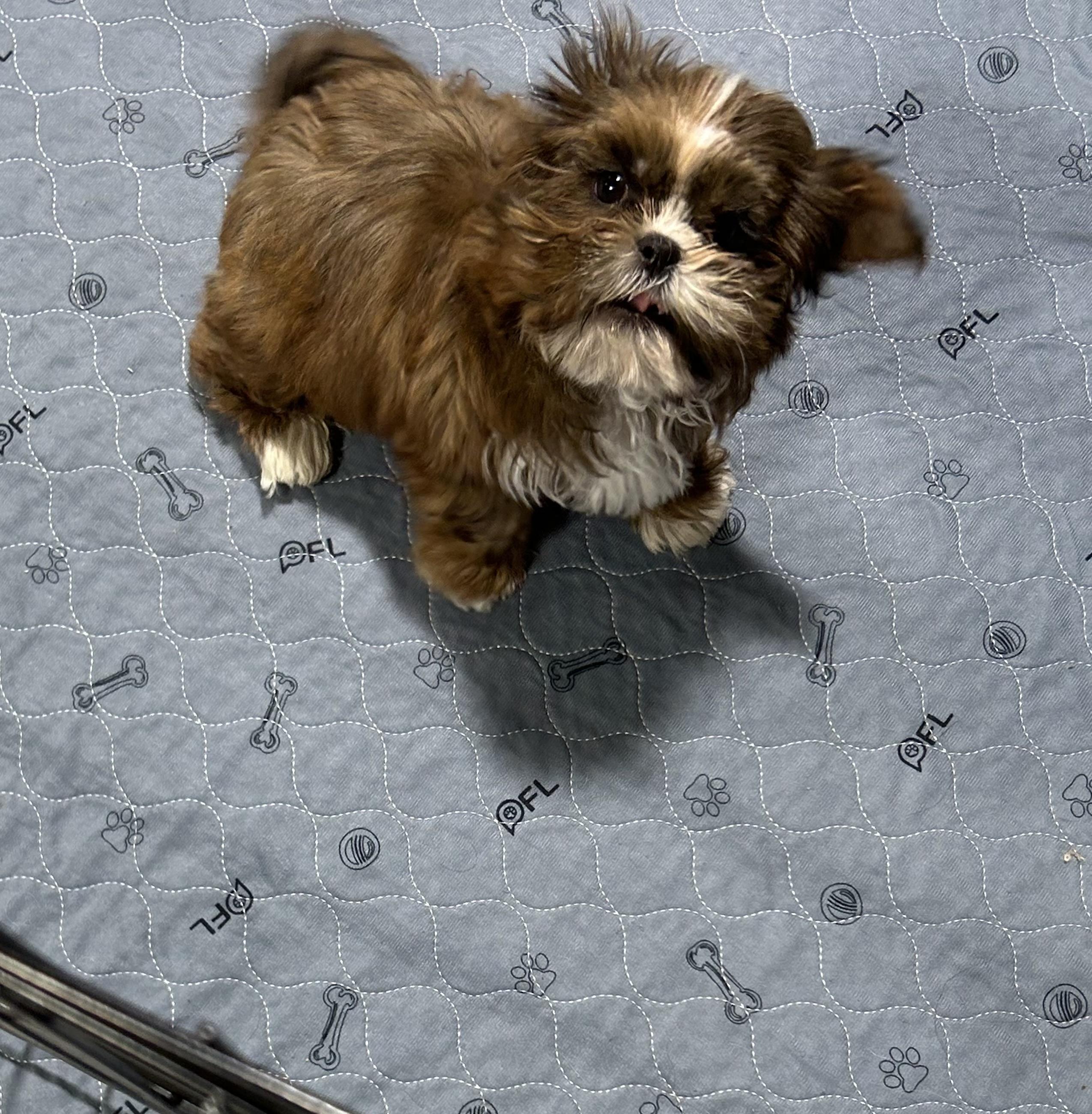 Enlarge Baby Presley , a Adoptable Shih Tzu in Antwerp, OH image 4/4