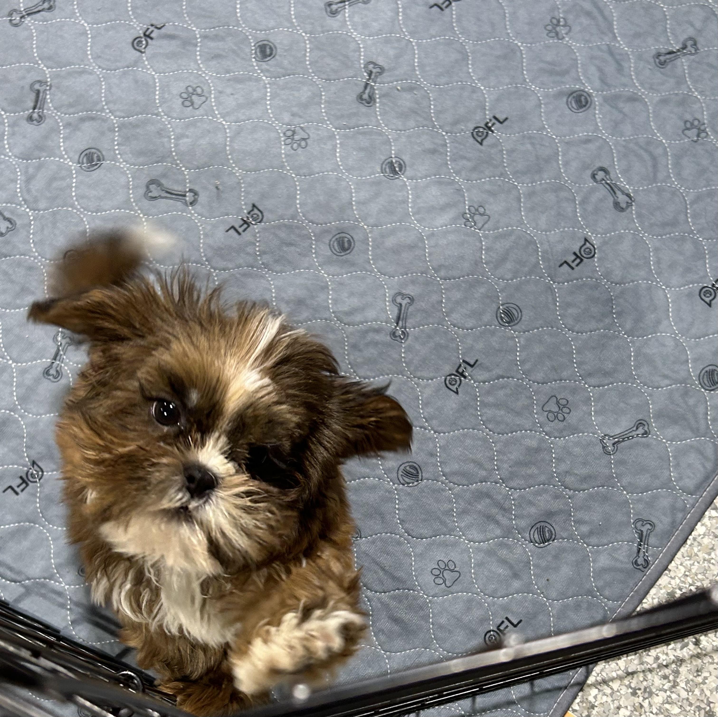 Enlarge Baby Presley , a Adoptable Shih Tzu in Antwerp, OH image 1/4