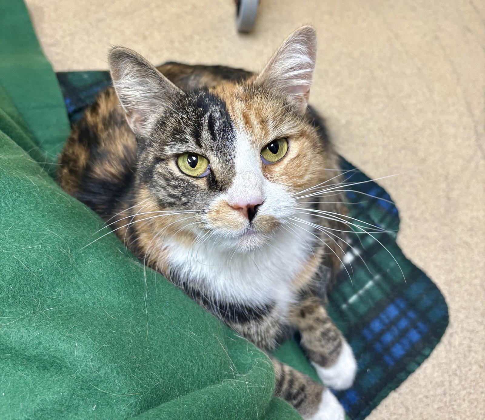 Enlarge Spring-pending, a Adopted Domestic Short Hair in Brick, NJ image 1/1