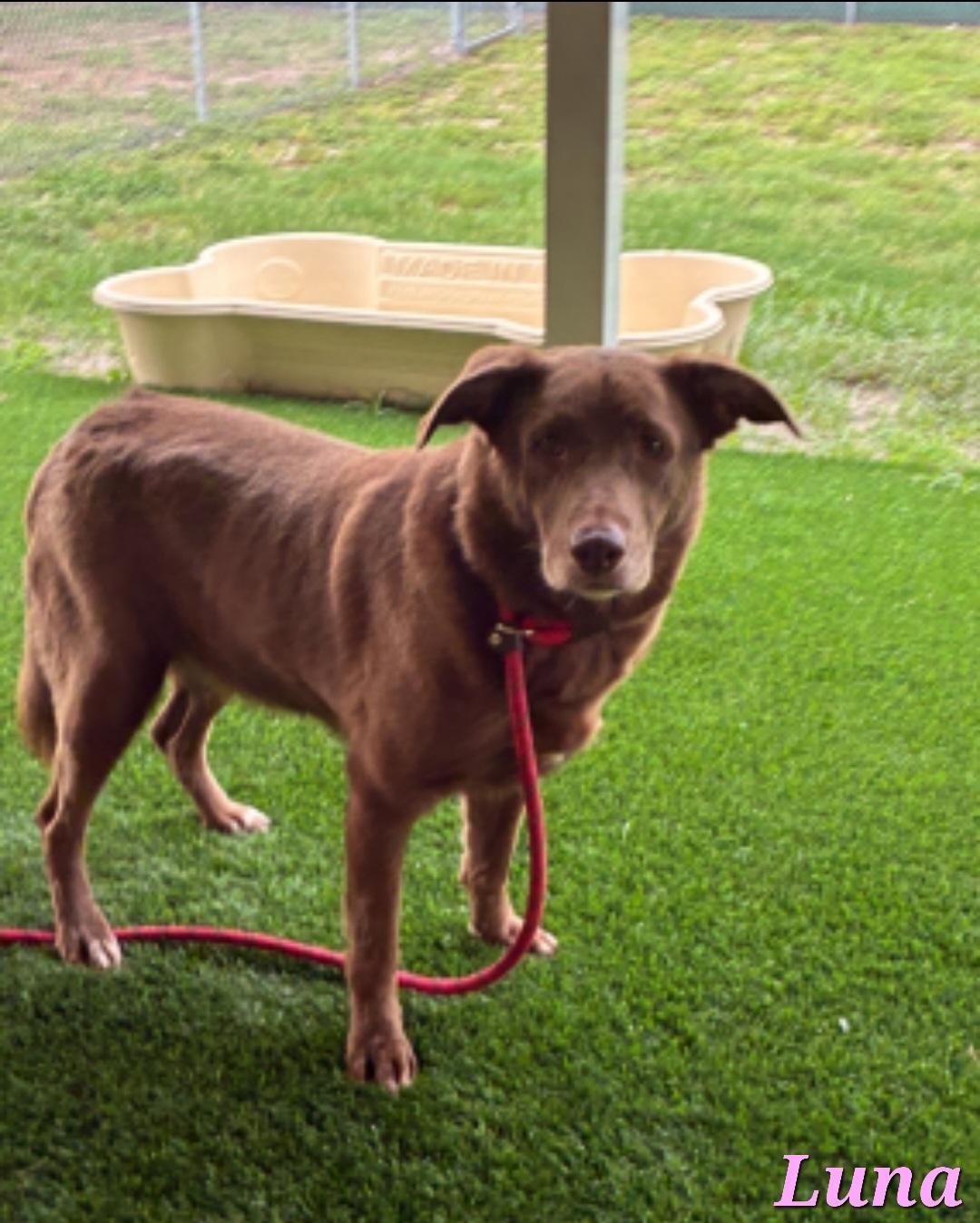 Luna & Nala, a Adoptable mixed breed in North Fort Myers, FL image 2/2