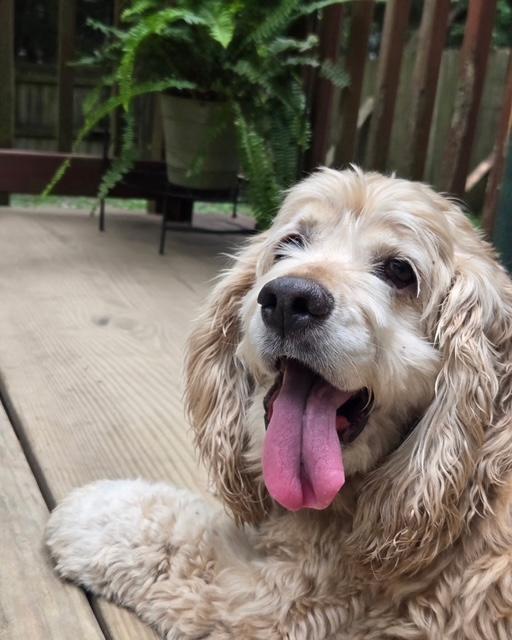 Gabby, ADOPTABLE, Adult Female Cocker Spaniel.