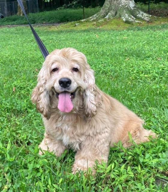 Gabby, a ADOPTABLE Cocker Spaniel in Williamsburg, VA image 3/6