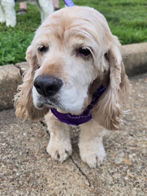 Gabby, a ADOPTABLE Cocker Spaniel in Williamsburg, VA image 2/6
