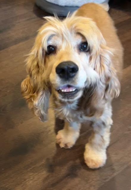 Gabby, a ADOPTABLE Cocker Spaniel in Williamsburg, VA image 5/6