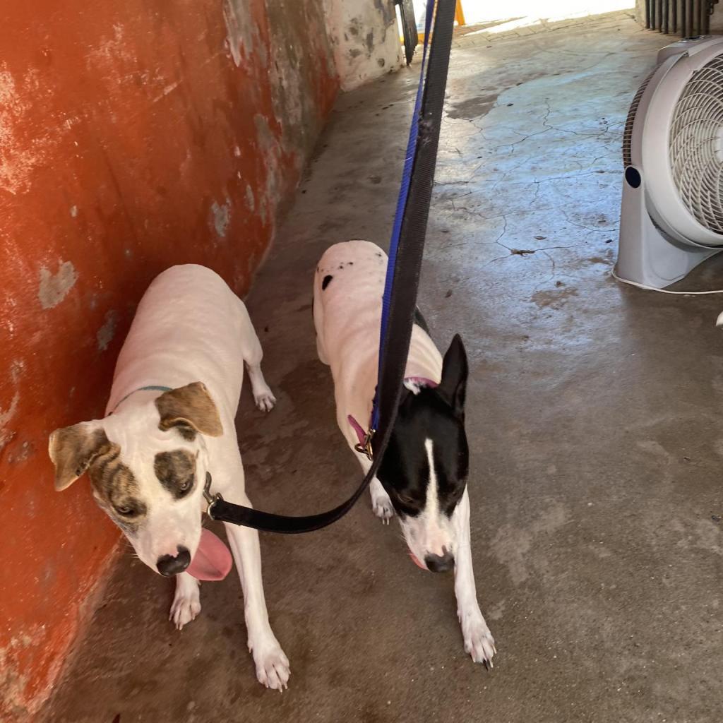 Enlarge Chili, a Adoptable Mixed Breed in Frederiksted, VI image 1/6