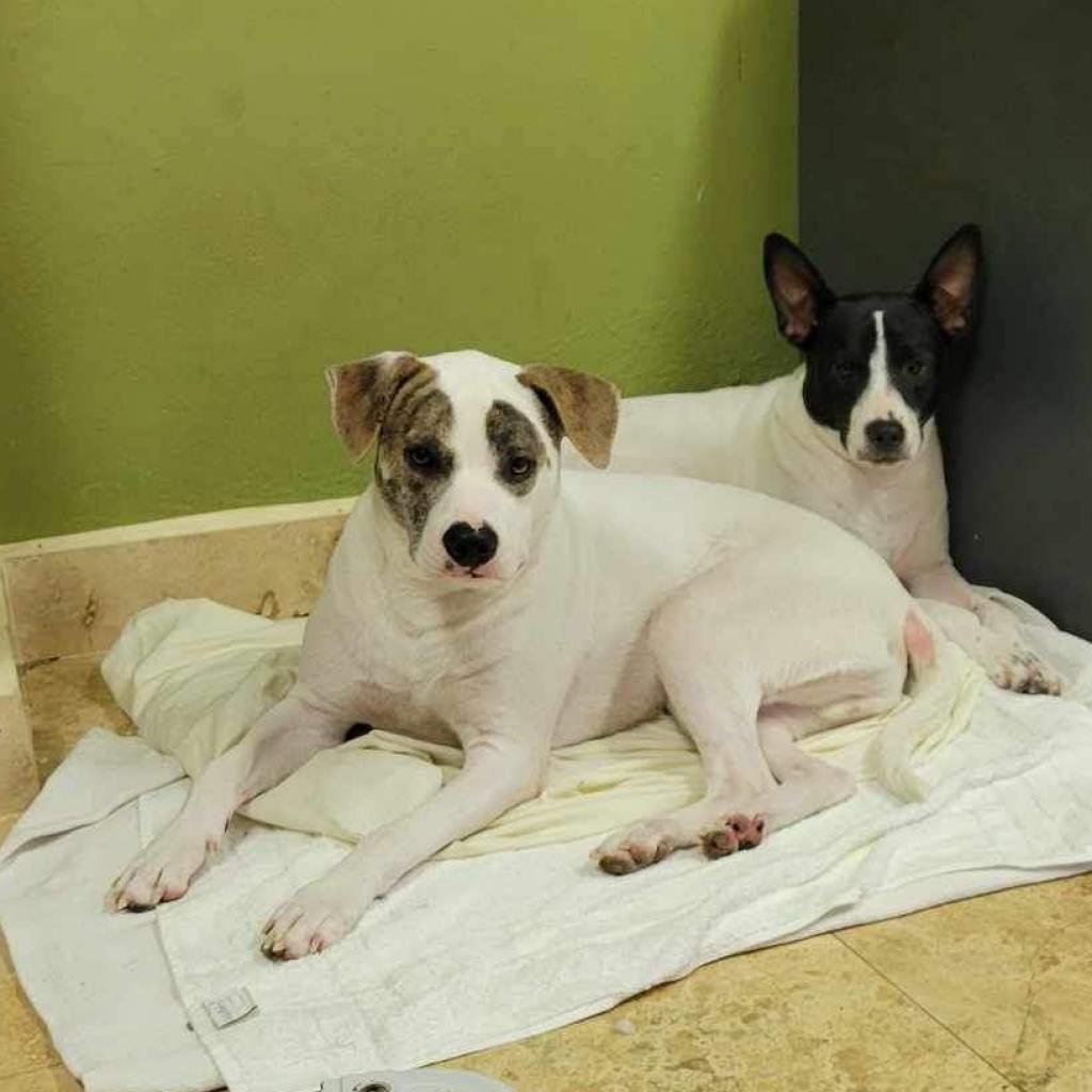 Enlarge Chili, a Adoptable Mixed Breed in Frederiksted, VI image 3/6