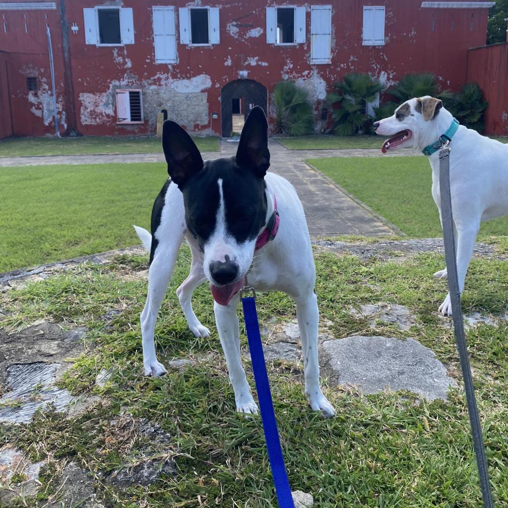 Enlarge Chili, a Adoptable Mixed Breed in Frederiksted, VI image 4/6