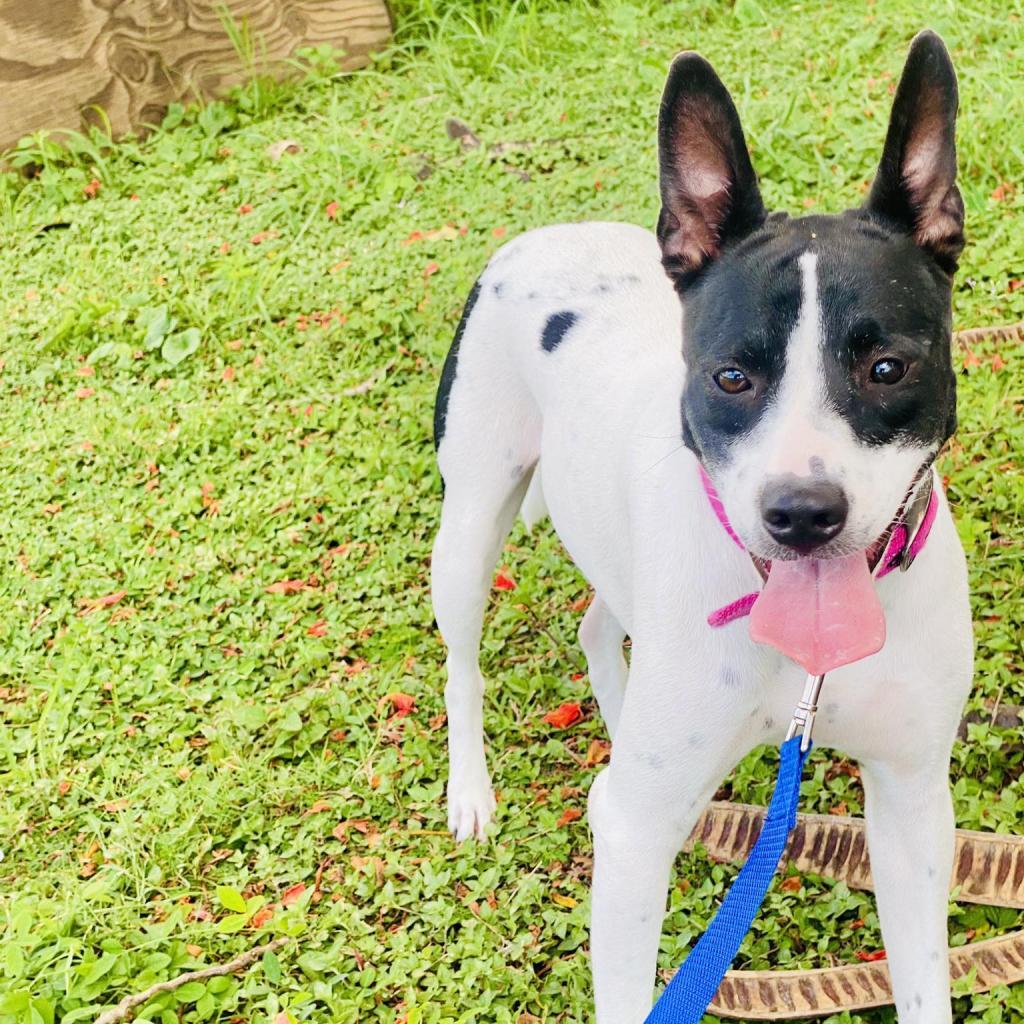 Enlarge Chili, a Adoptable Mixed Breed in Frederiksted, VI image 5/6