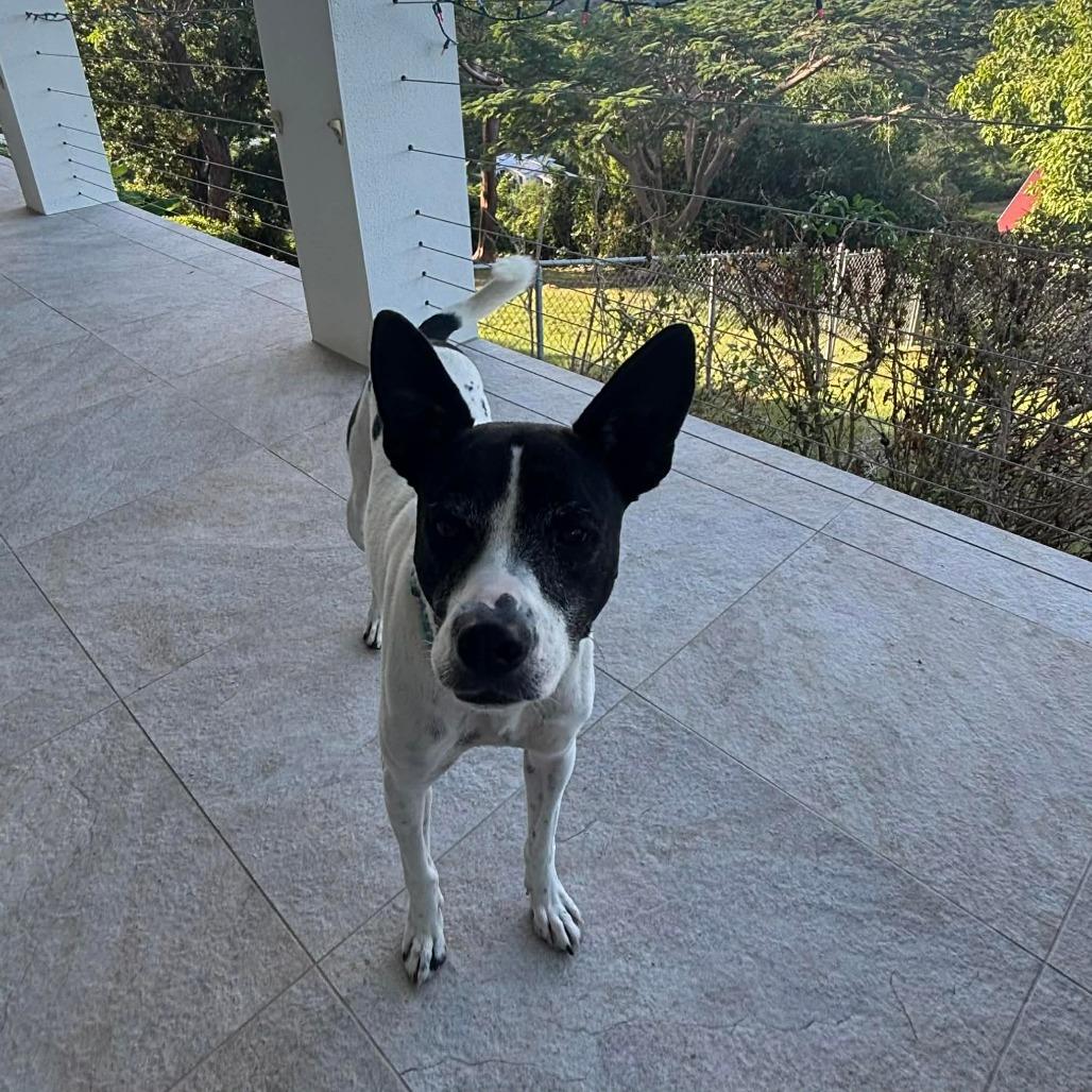 Enlarge Chili, a Adoptable Mixed Breed in Frederiksted, VI image 6/6