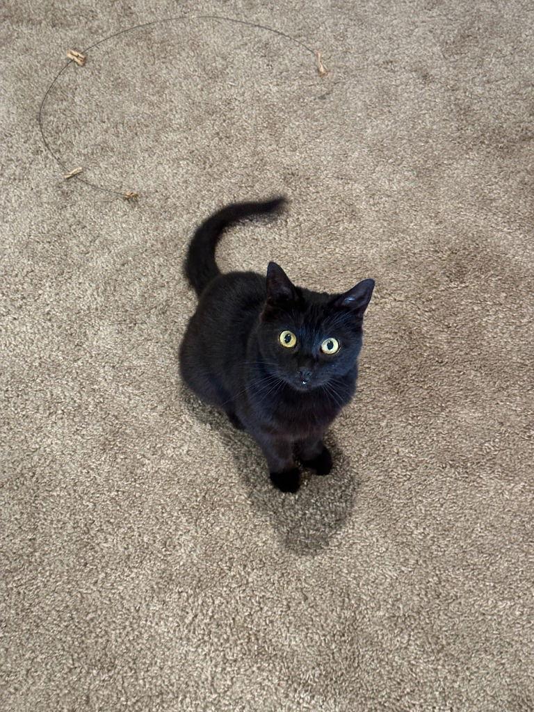 Jenny, Adoptable, Adult Female Domestic Short Hair.