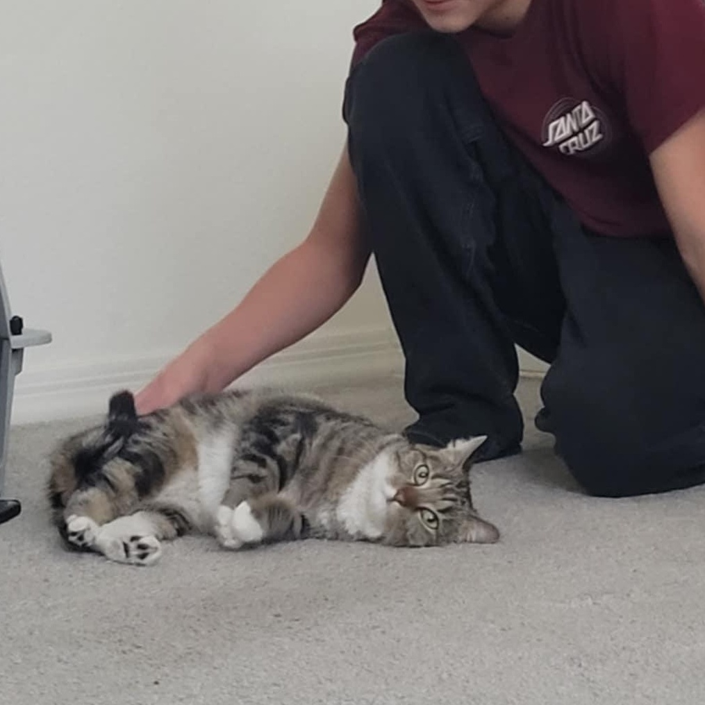 Bobbi Ann, a Adoptable Tabby in SCOTTSDALE, AZ image 1/3