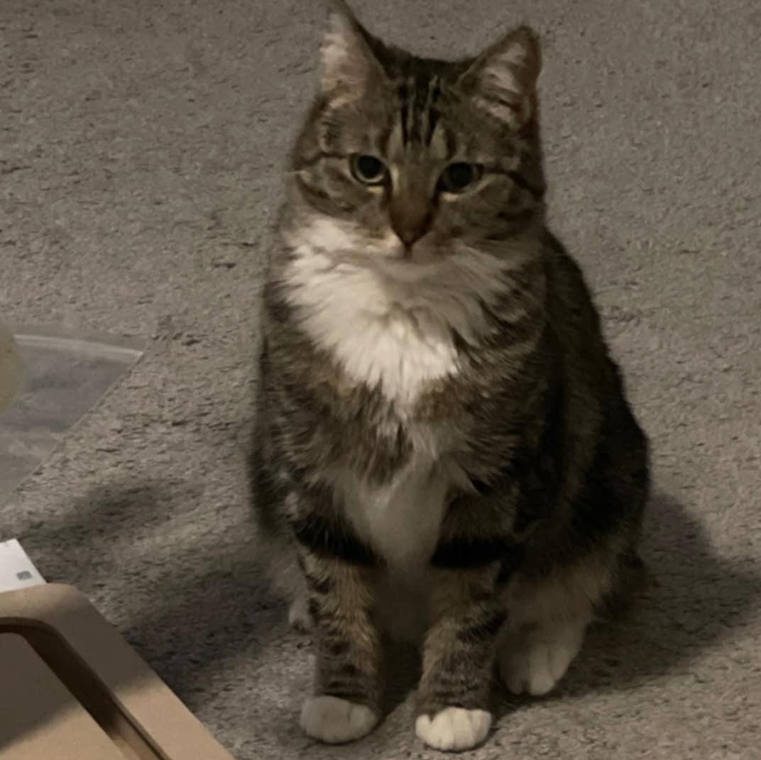 Bobbi Ann, a Adoptable Tabby in SCOTTSDALE, AZ image 2/3