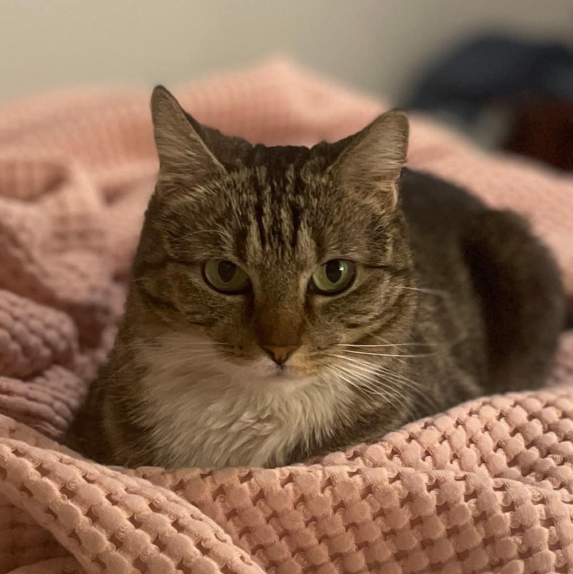 Bobbi Ann, a Adoptable Tabby in SCOTTSDALE, AZ image 3/3