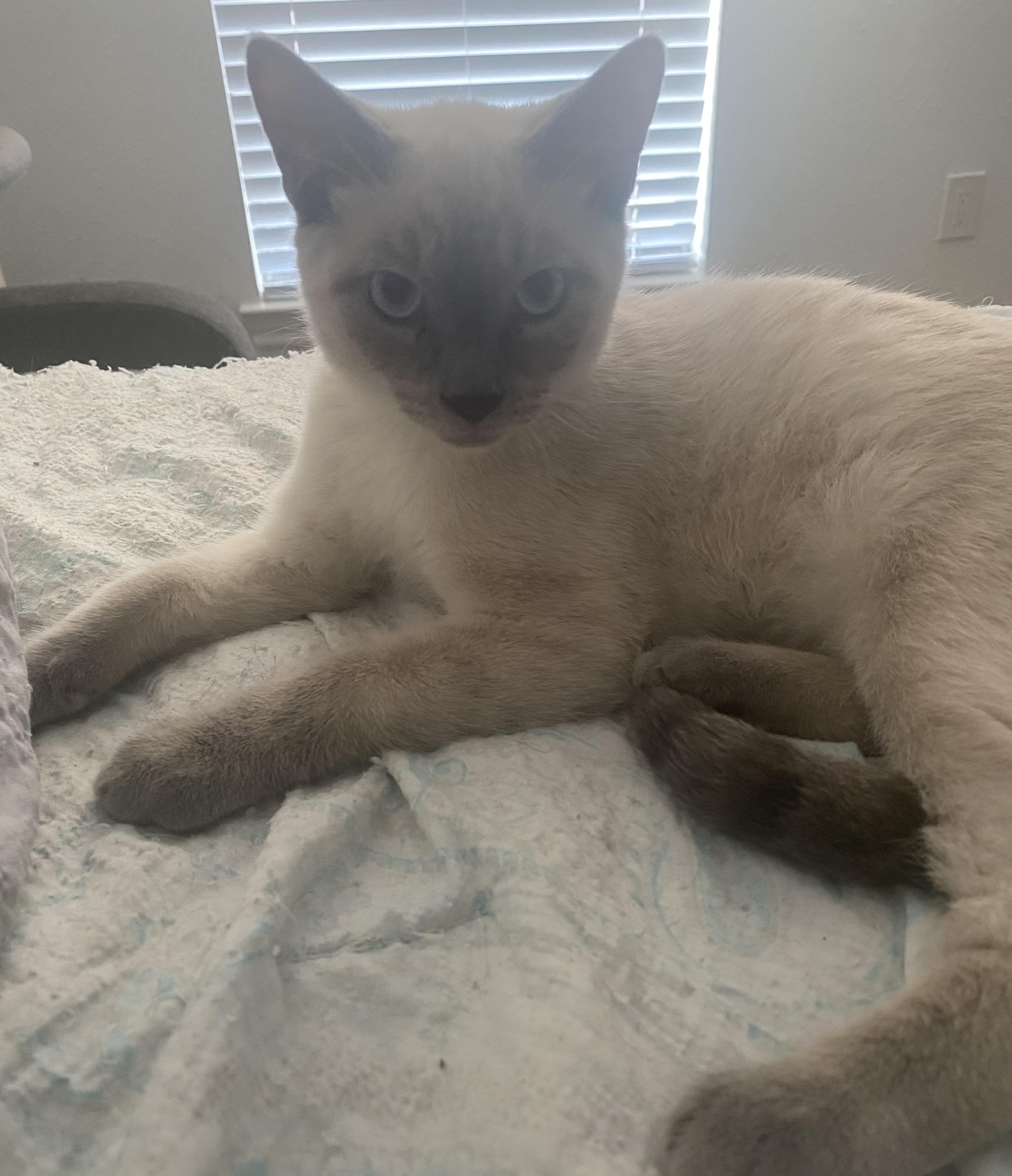 Enlarge Hachi, an adopted Siamese in Barre, VT image 2/2