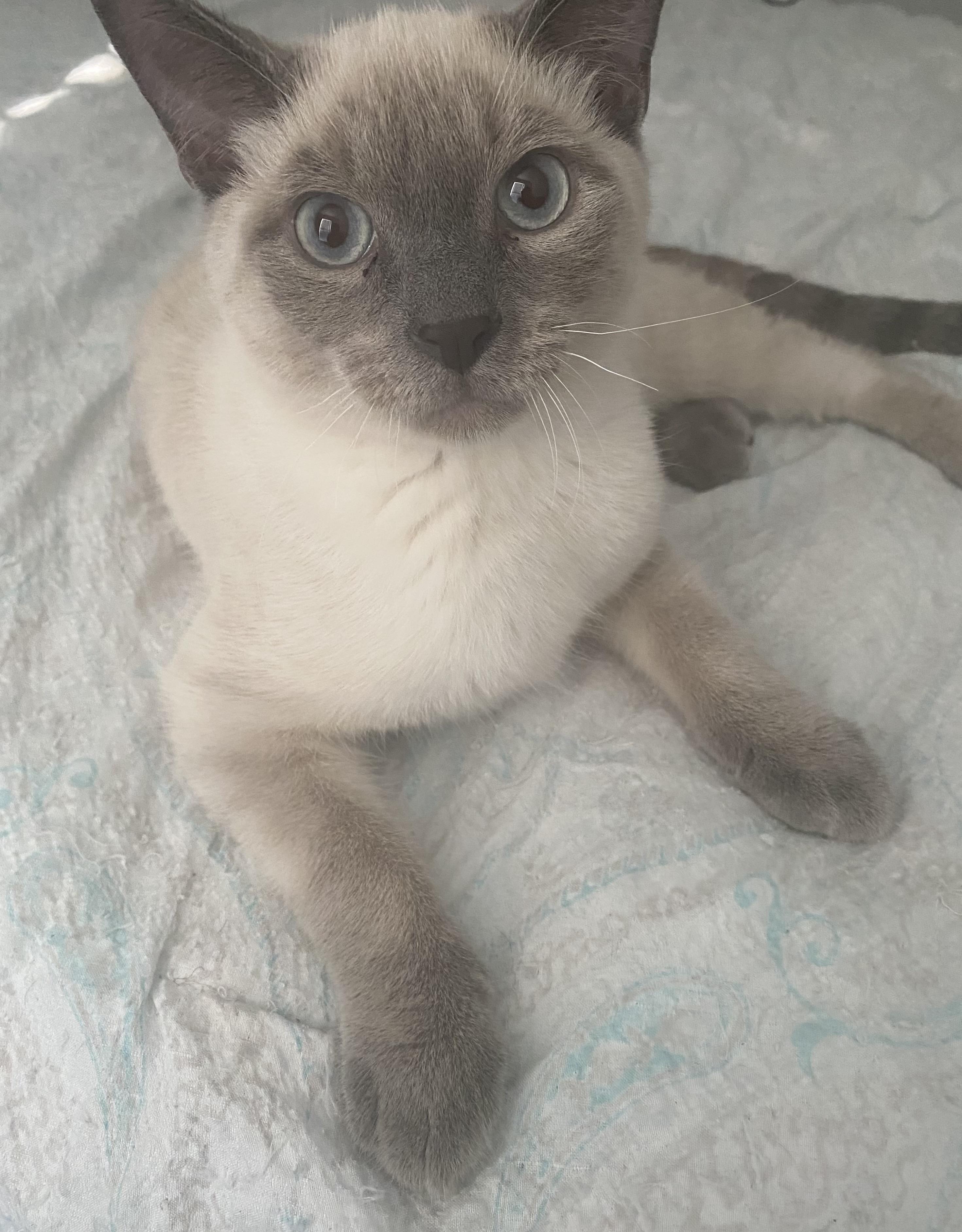 Hachi, adopted, Adult Male Siamese.