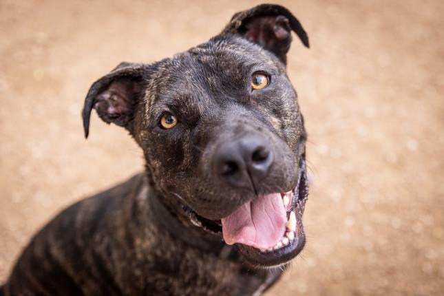 BRODY, Adoptable, Adult Male Pit Bull Terrier.