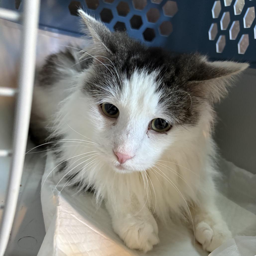 Enlarge Phil, a Adoptable Domestic Medium Hair in Escondido, CA image 1/6