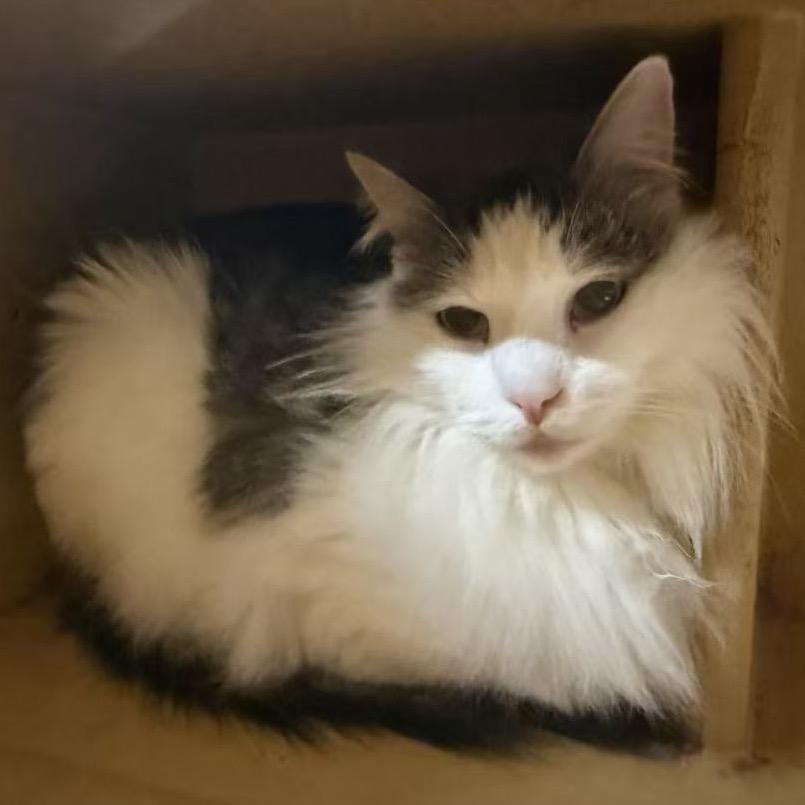 Enlarge Phil, a Adoptable Domestic Medium Hair in Escondido, CA image 2/6