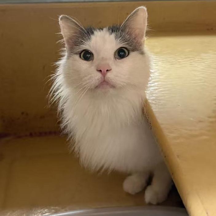Enlarge Phil, a Adoptable Domestic Medium Hair in Escondido, CA image 3/6