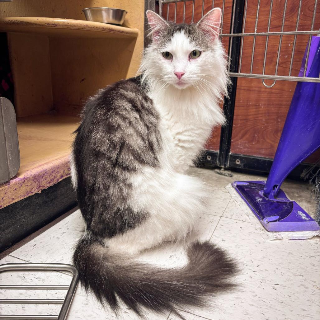 Enlarge Phil, a Adoptable Domestic Medium Hair in Escondido, CA image 4/6