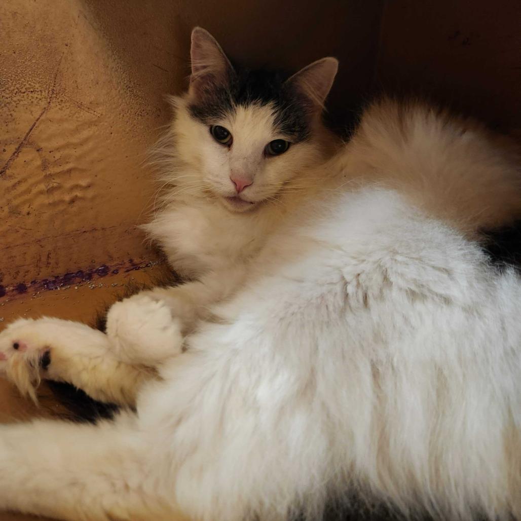 Enlarge Phil, a Adoptable Domestic Medium Hair in Escondido, CA image 5/6