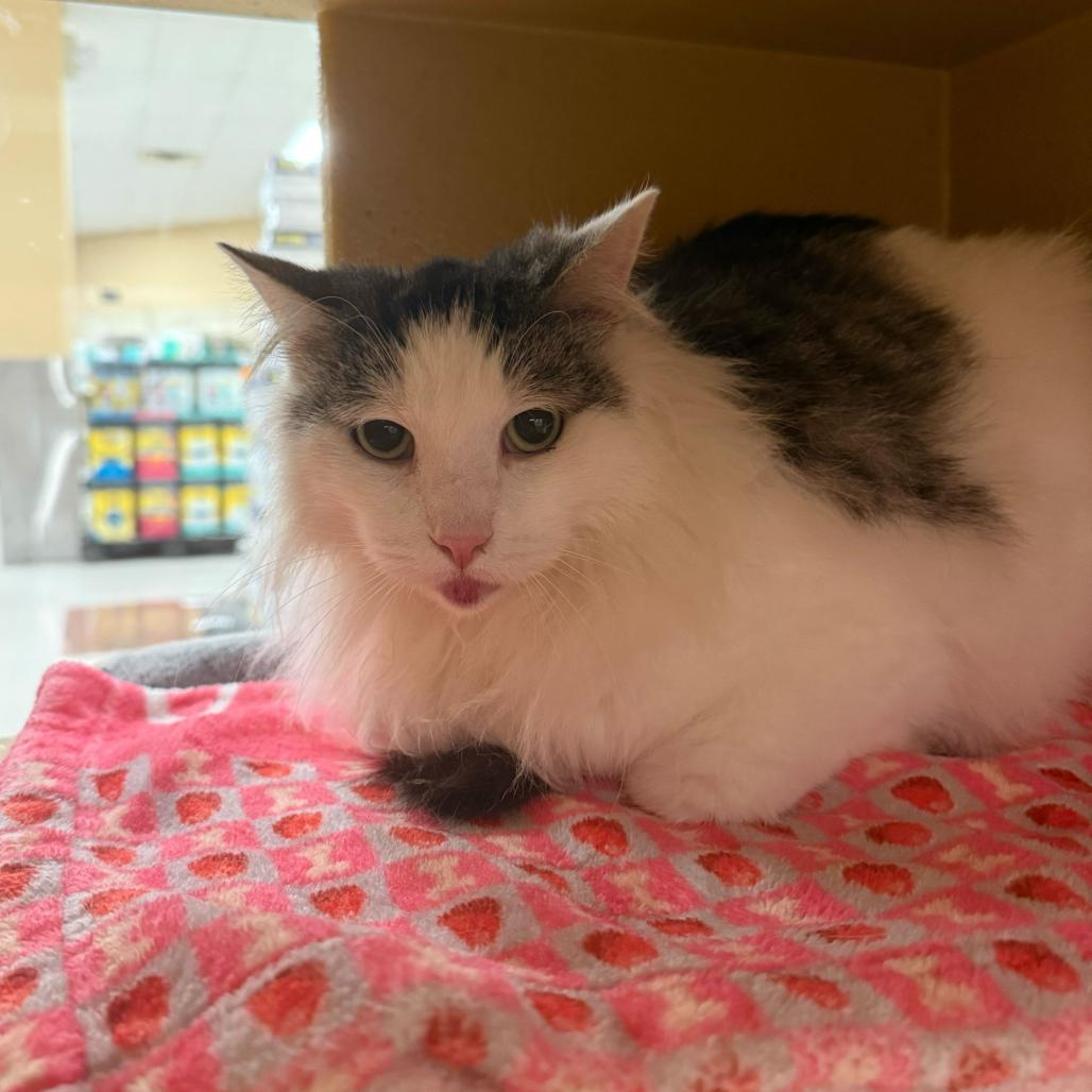 Enlarge Phil, a Adoptable Domestic Medium Hair in Escondido, CA image 6/6