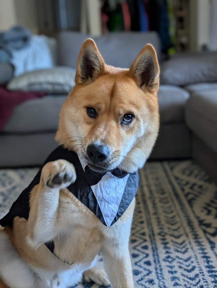 Bear, Adoptable, Adult Male Shiba Inu.