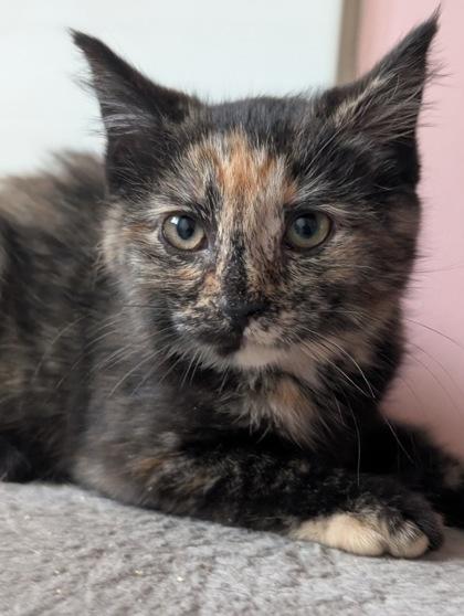 Windex, a ADOPTABLE Domestic Short Hair in Cranbrook, BC image 3/3