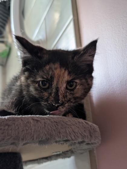 Windex, a ADOPTABLE Domestic Short Hair in Cranbrook, BC image 2/3