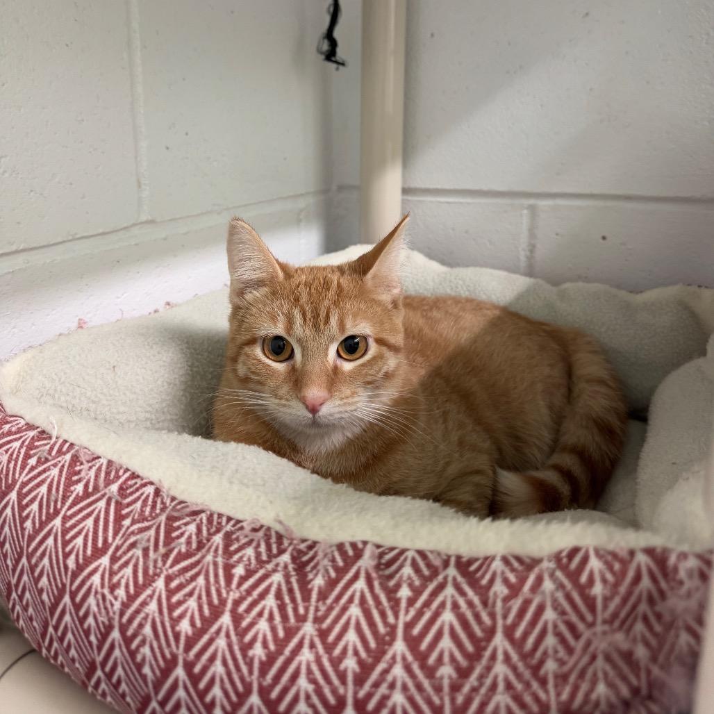 Enlarge Breeze, a Adoptable Domestic Short Hair in Albert Lea, MN image 1/6