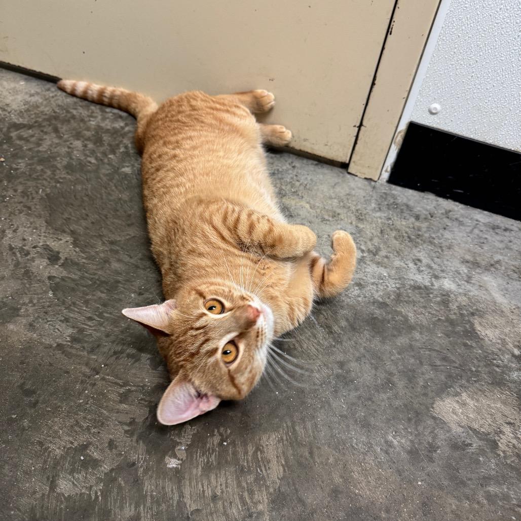 Enlarge Breeze, a Adoptable Domestic Short Hair in Albert Lea, MN image 3/6