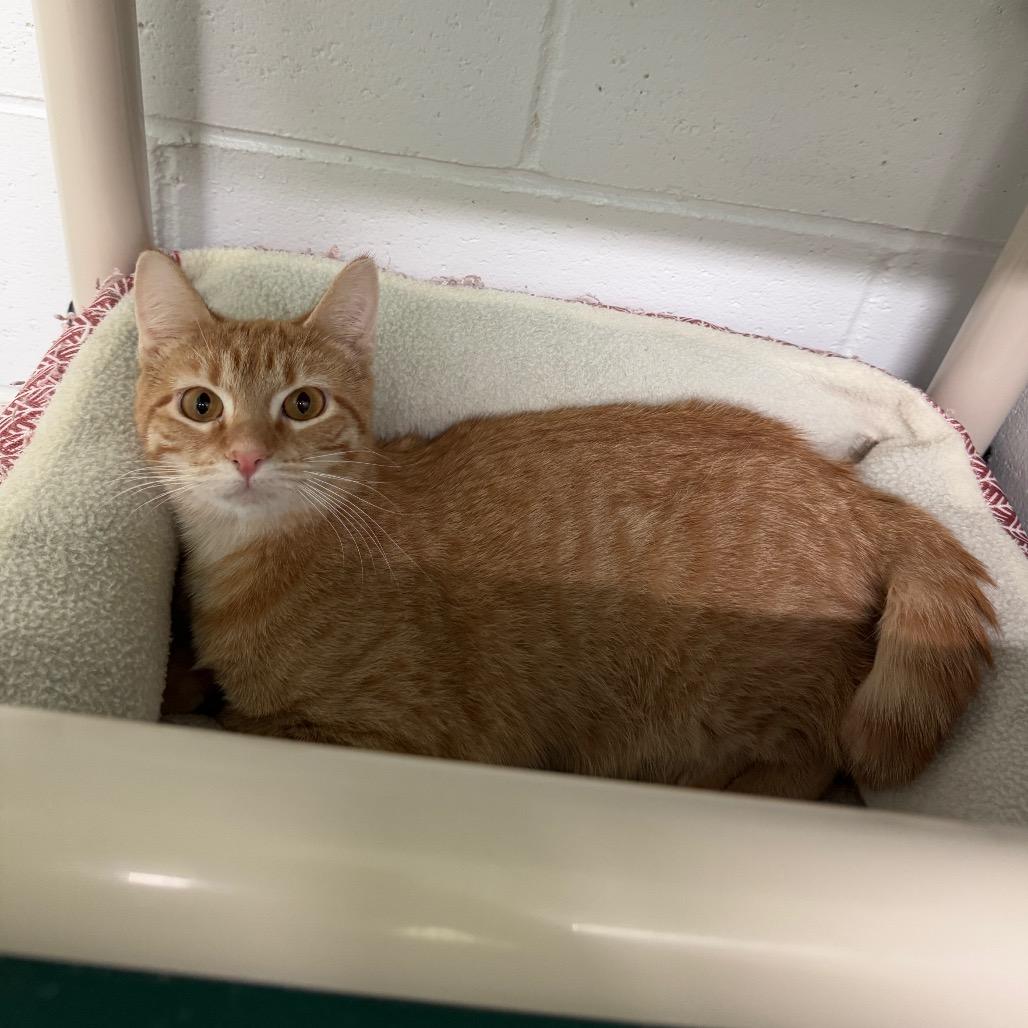 Enlarge Breeze, a Adoptable Domestic Short Hair in Albert Lea, MN image 6/6