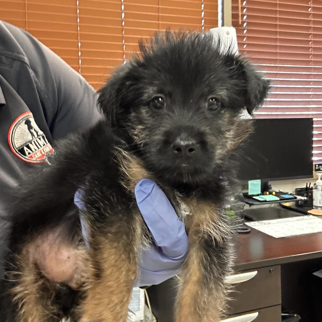 Trevor, Adoptable, Adult Male Terrier.