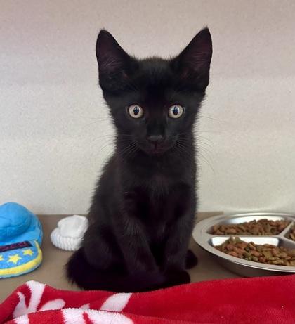 Enlarge Chocolate, a Adopted mixed breed in Bellevue, WA image 1/1