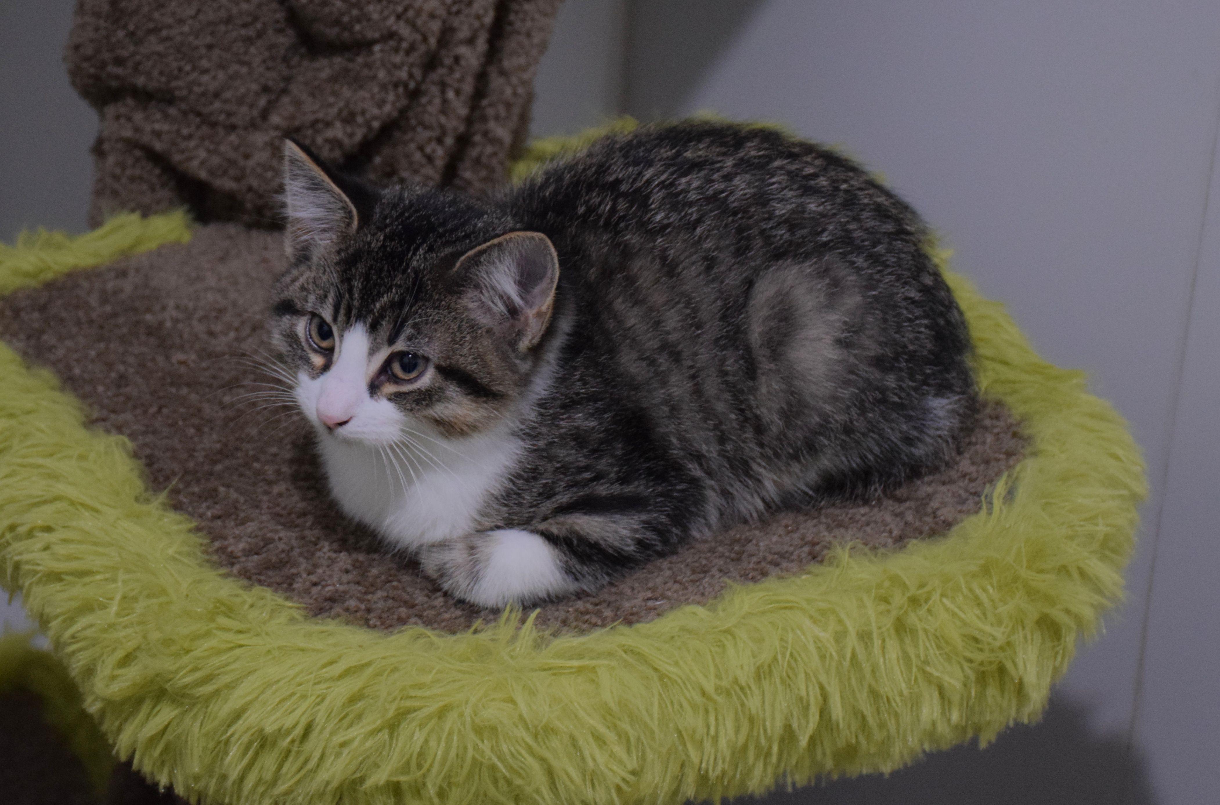 George, Adoptable, Young Male Tabby.
