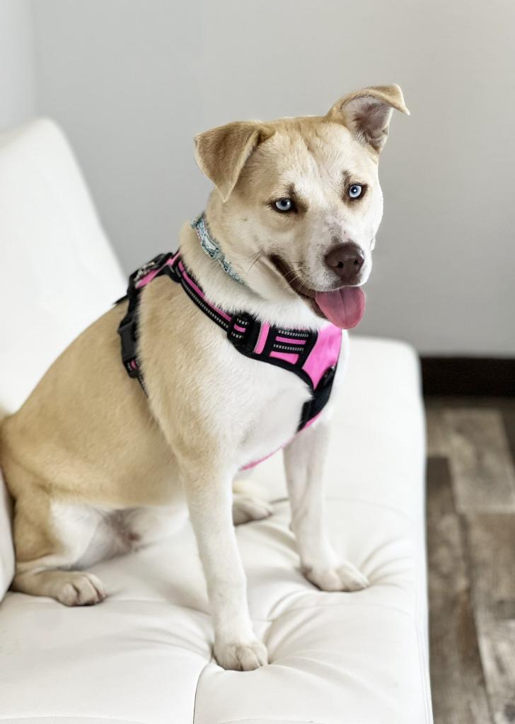 Enlarge Iris, a Adoptable mixed breed in Savage, MN image 1/4