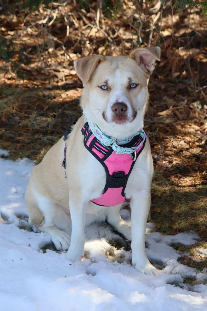 Enlarge Iris, a Adoptable mixed breed in Savage, MN image 1/5