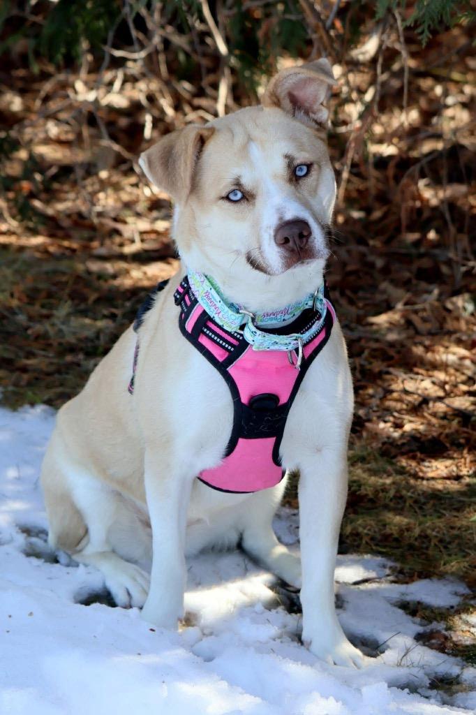 Enlarge Iris, a Adoptable mixed breed in Savage, MN image 2/5