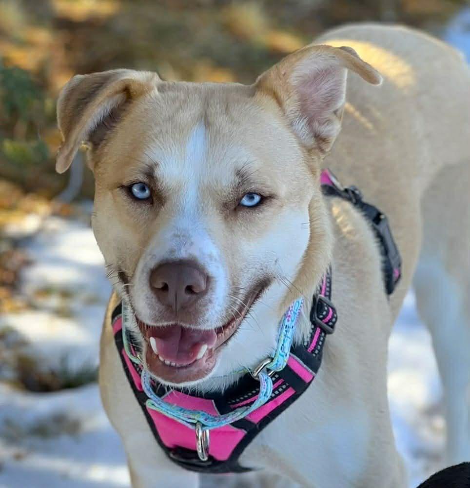 Enlarge Iris, a Adoptable mixed breed in Savage, MN image 3/5