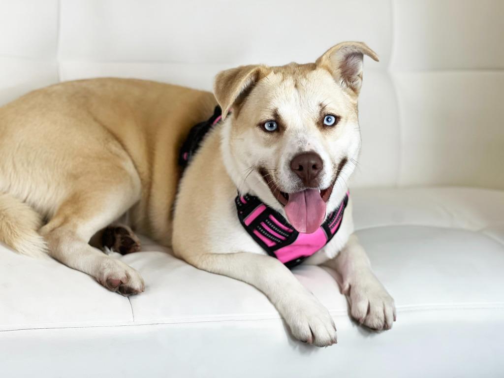 Enlarge Iris, a Adoptable mixed breed in Savage, MN image 2/4