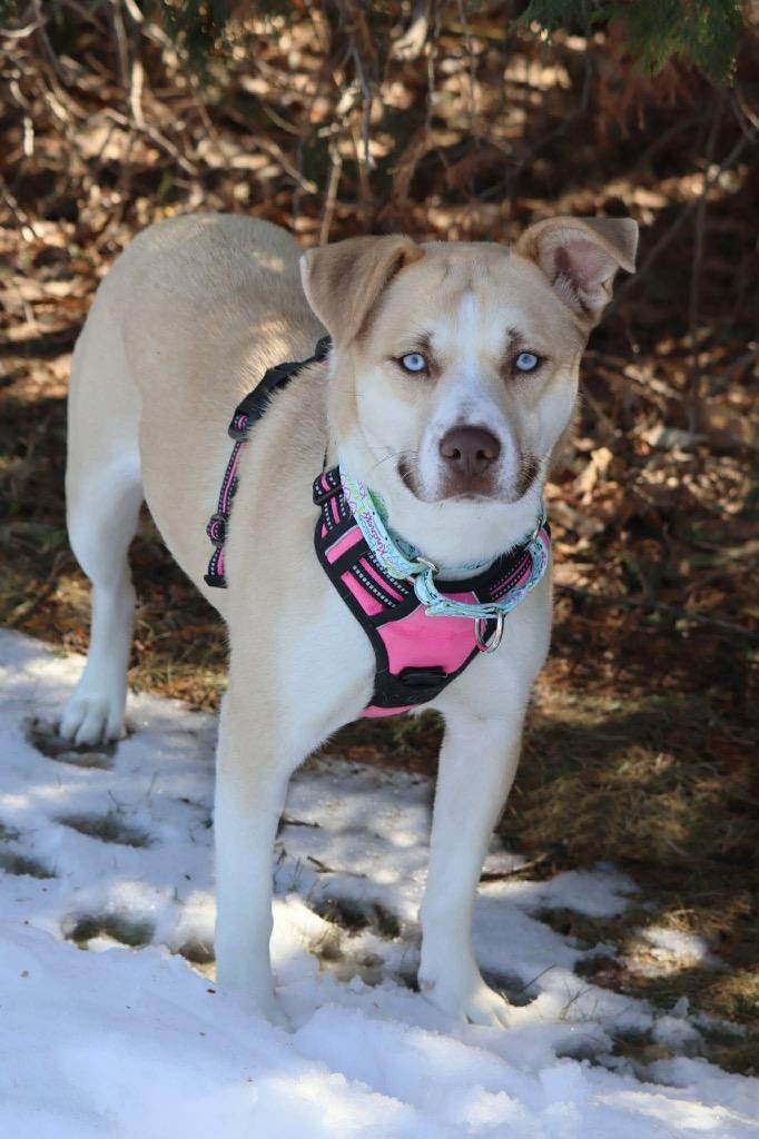 Enlarge Iris, a Adoptable mixed breed in Savage, MN image 4/5