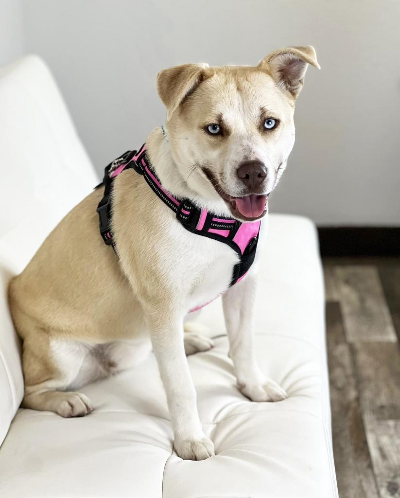 Enlarge Iris, a Adoptable mixed breed in Savage, MN image 3/4