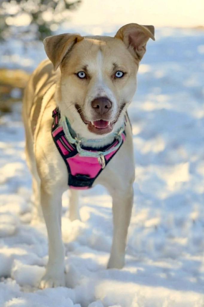 Enlarge Iris, a Adoptable mixed breed in Savage, MN image 5/5