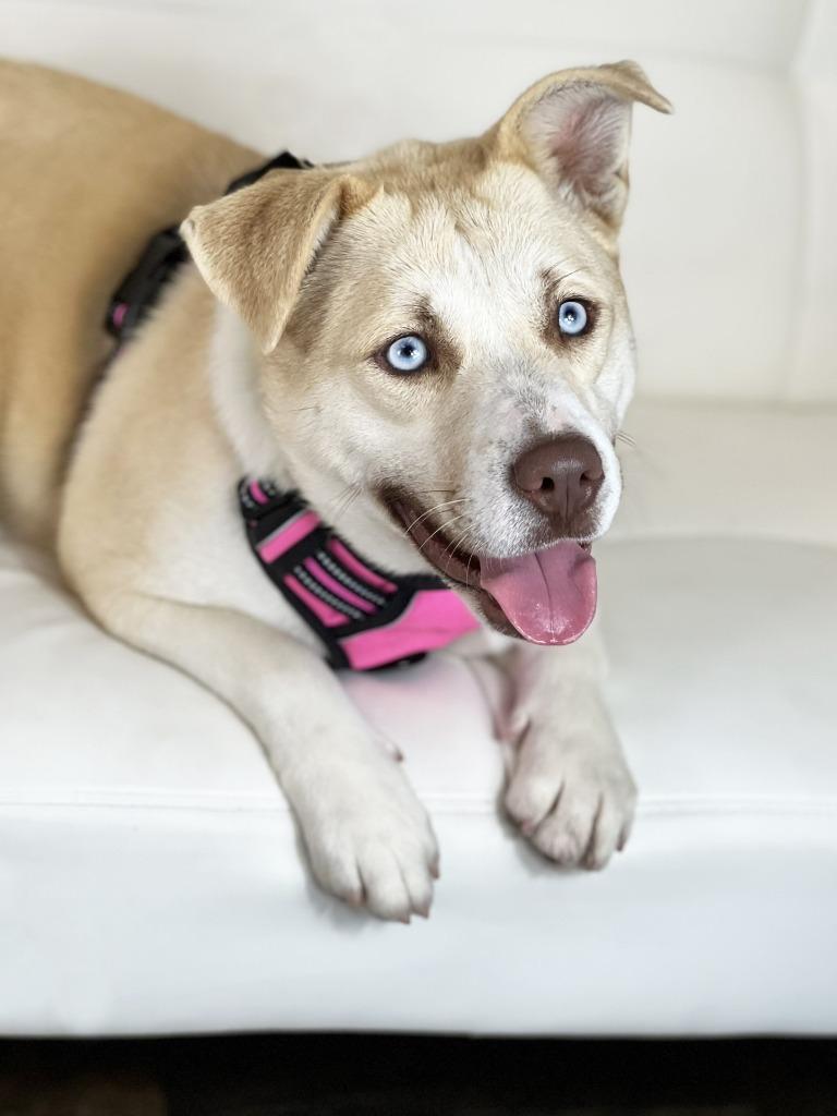Enlarge Iris, a Adoptable mixed breed in Savage, MN image 4/4